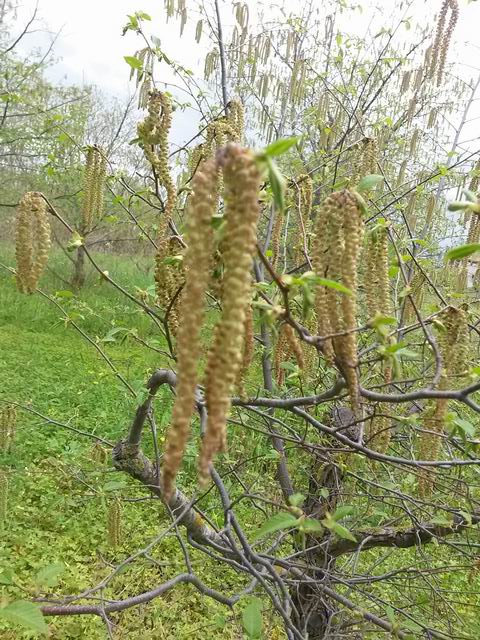 Carpino nero (Ostrya carpinifolia)